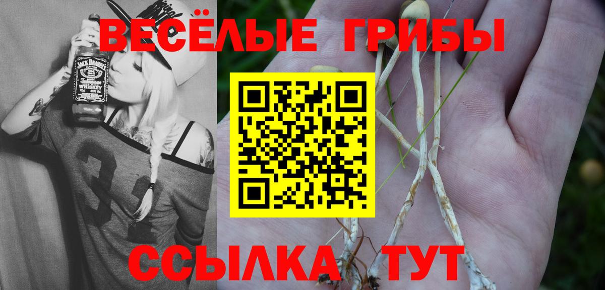 Псилоцибиновые грибы Psilocybe Кузнецк